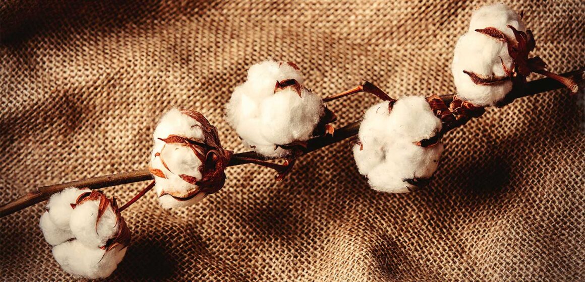 Baumwolle für Öko-Verpackungen